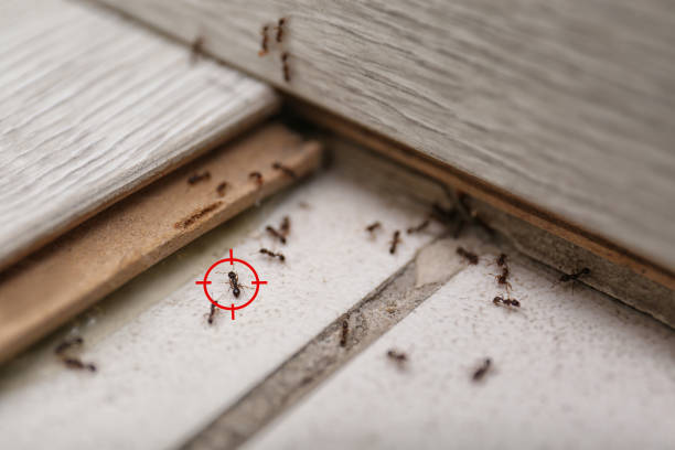 Best Pest Prevention Services  in Percy, IL