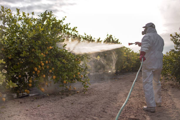 Best Affordable Pest Control Services  in Percy, IL