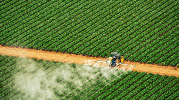 Best Local Pest Control Services  in Percy, IL
