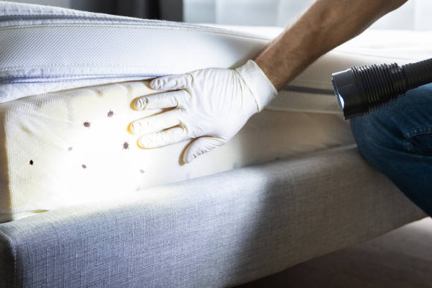 Best Pest Prevention Services  in Percy, IL