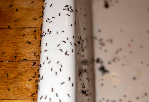 Trusted Percy, IL Pest Control Experts