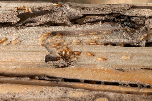 Best Wasp Removal Services  in Percy, IL